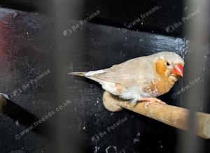 Orange breasted cock