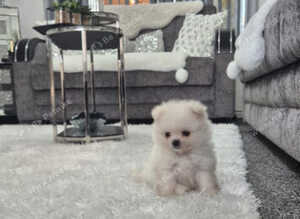 Beautiful pomeranian xs pupies