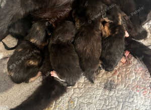 Black kittens
