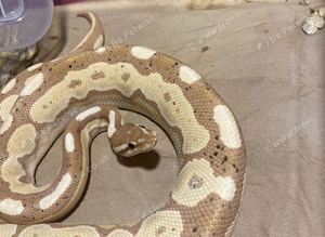 Royal python