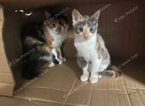 Two cats