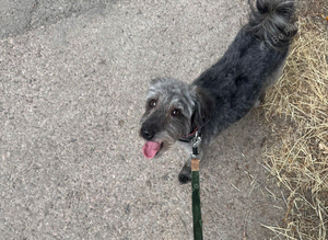 4 year old jackapoo