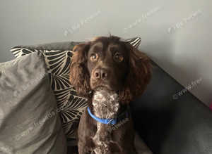 Sprocker dog available for stud