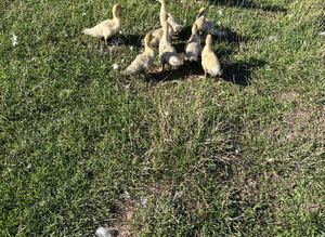 4 week old lavender Muscovy ducklings