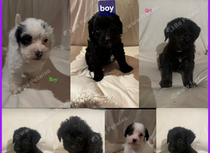 JACKAPOO PUPPYS