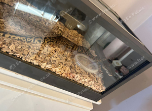 Royal python and tank