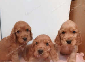 Cocker Spaniel Puppies