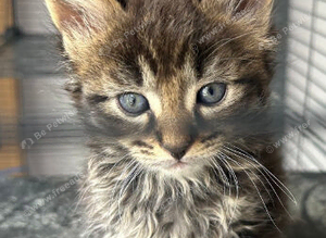Mainecoon x bengal kittens