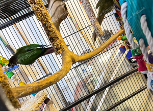 Conures for sale