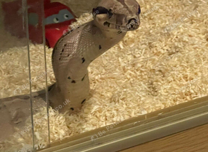 I have 2 boas for sale