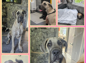 Great dane ( stud )