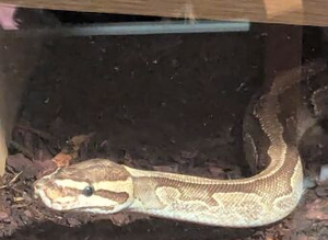 Female enchi fire het pied royal python