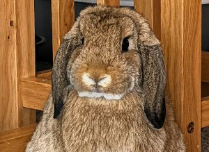 female mini lop