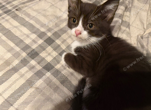 Kittens ready for adoption