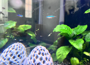 Baby guppies