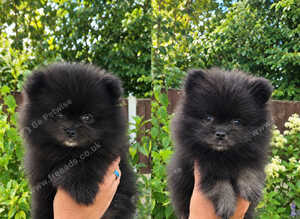 Black Pomeranian Boys Looking forever Homes