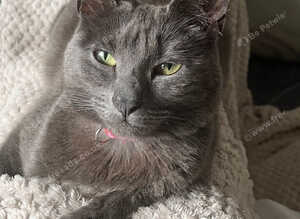 Beautiful Russian Blue mix