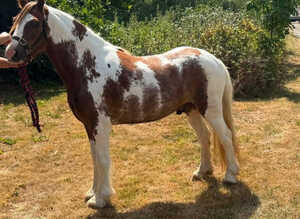 Cob Gelding 12.3 skewbald 9yrs family pony