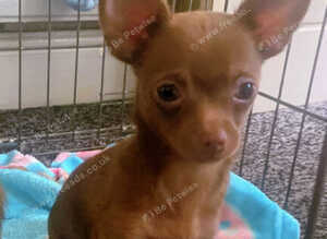 2 male toy chihuahua puppies left ready to leave now