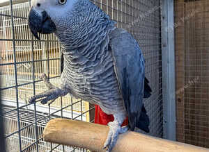 African grey parrot