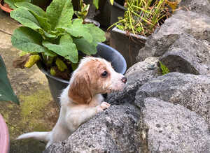 Cocker spaniel puppies