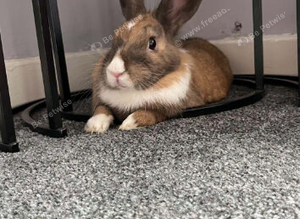 Female rabbit