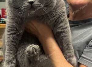 British Shorthair Blue Stud Service - GCCF & TICA Registered