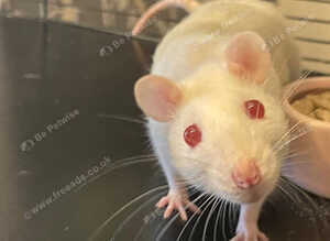 White female fancy rats