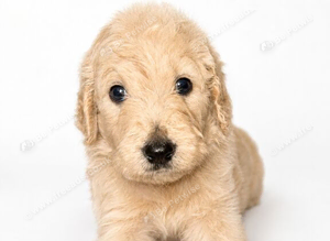 Goldendoodles available
