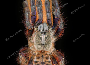 Sarawak earth tiger tarantula
