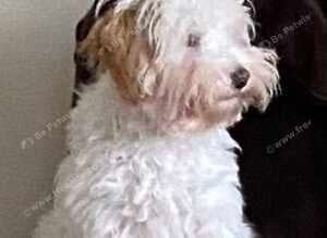 Poodle x Coton de Tulear puppies