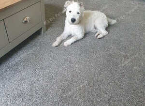 Jack Russell
