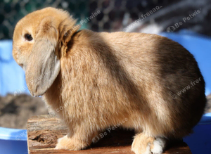 mini lop