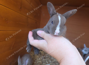 Gorgeous vm Mini Rex babies