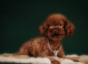Asian poodle, red, 1.2 kg!