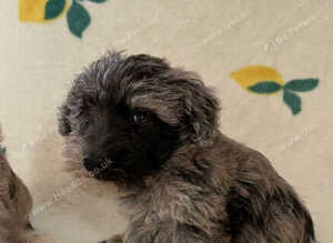 Schnoodle puppies for sale