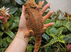 Female Genetic Stripe Bearded Dragon