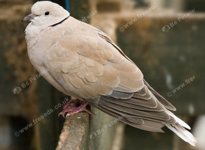 Barbary/Java Doves Wanted