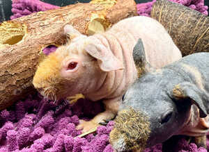 Skinny Pig Girls - Ready Now