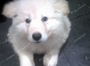 Beautiful K.C. Reg. / White German Shepherd Male &pound;700 / Black & Tan Female &pound;600
