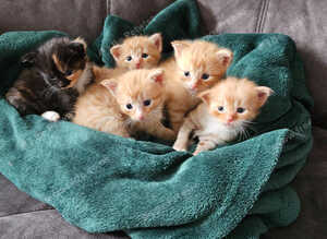 Kittens for sale