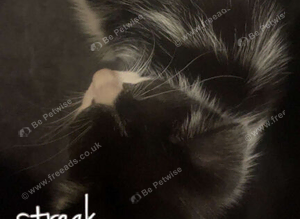 Tabby kittens