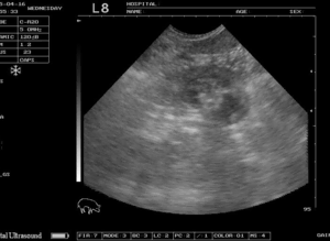 Mobile Ultrasound and Microchipping service