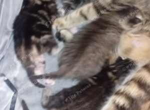 Bengal kitten