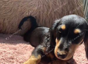 STUNNING BLACK AND CREAM LONG HAIRED FEMALE , READY NOW !