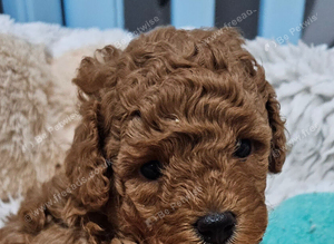 Licensed breeder, kennel club tiny red toy poodles