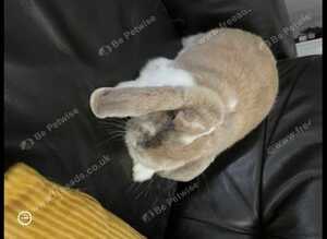 Rabbits