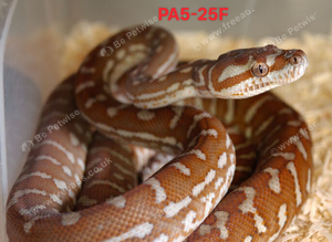 CB25 female Bredl's pythons