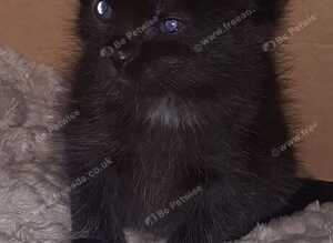 Kittens for sale
