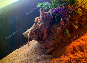 Bearded dragon with full set up
